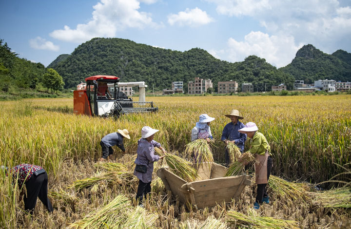 在云南省文山壮族苗族自治州广南县八宝镇坡现村，村民在收割稻谷（2024年9月7日摄）。新华社发（熊平祥摄）